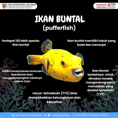 Fakta Unik Ikan Buntal